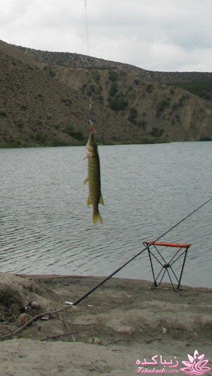 شام امشب زیباکده