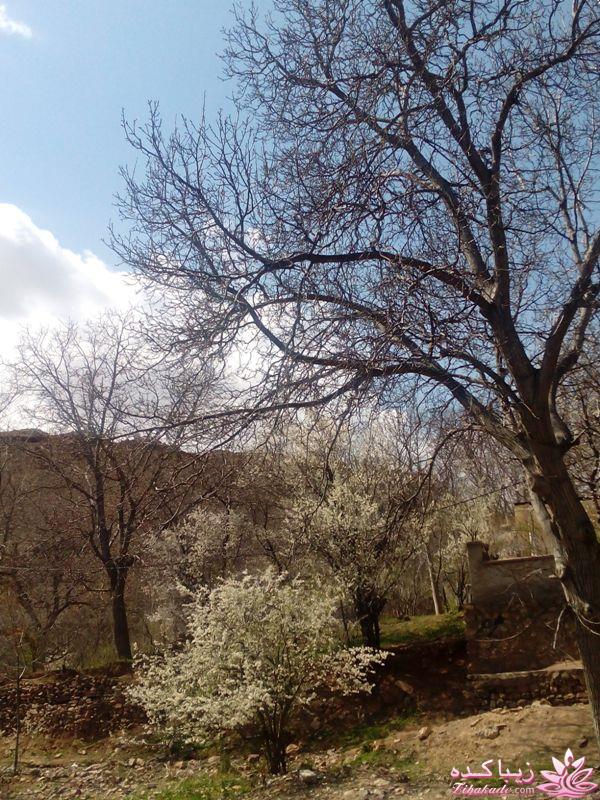 .:آلبوم عکسهای خودگرفته ما:.