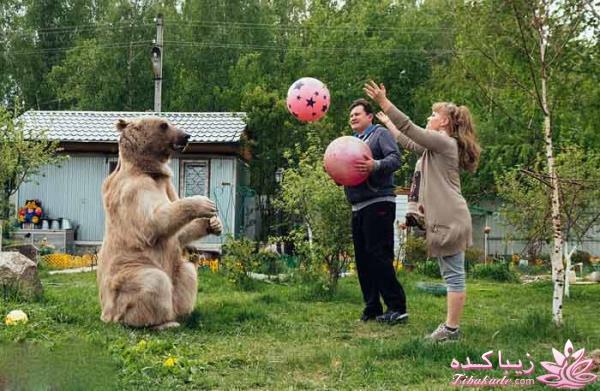 فرزندخوانده غول‌پیکر زوج روسی